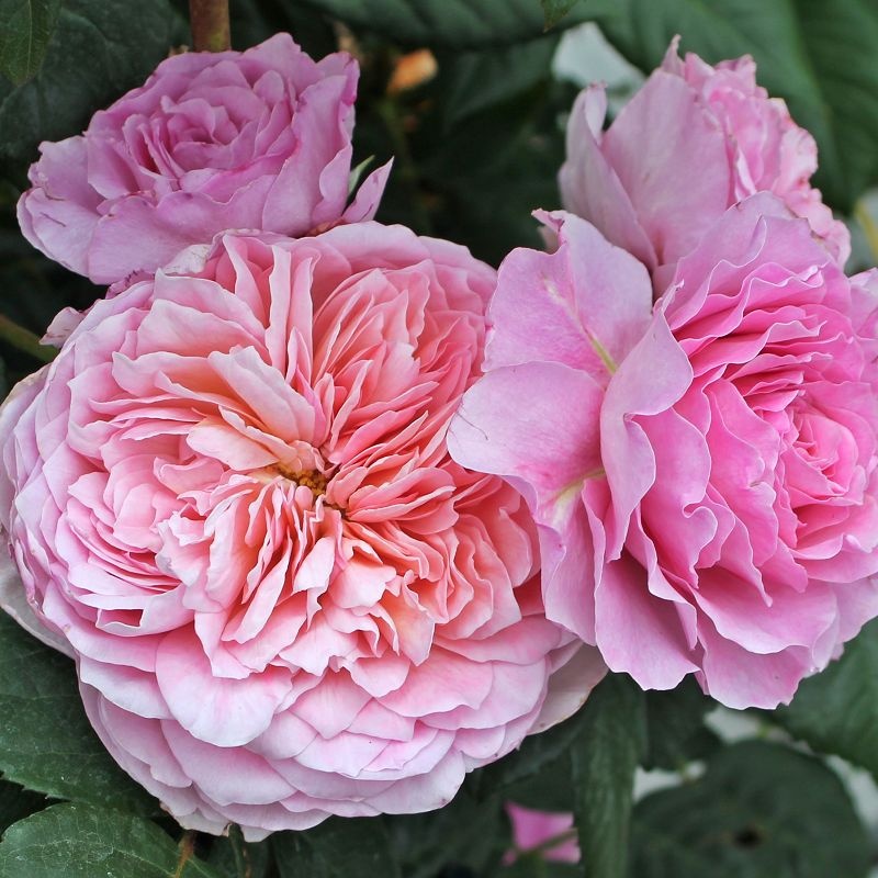 Роза Айсфогель