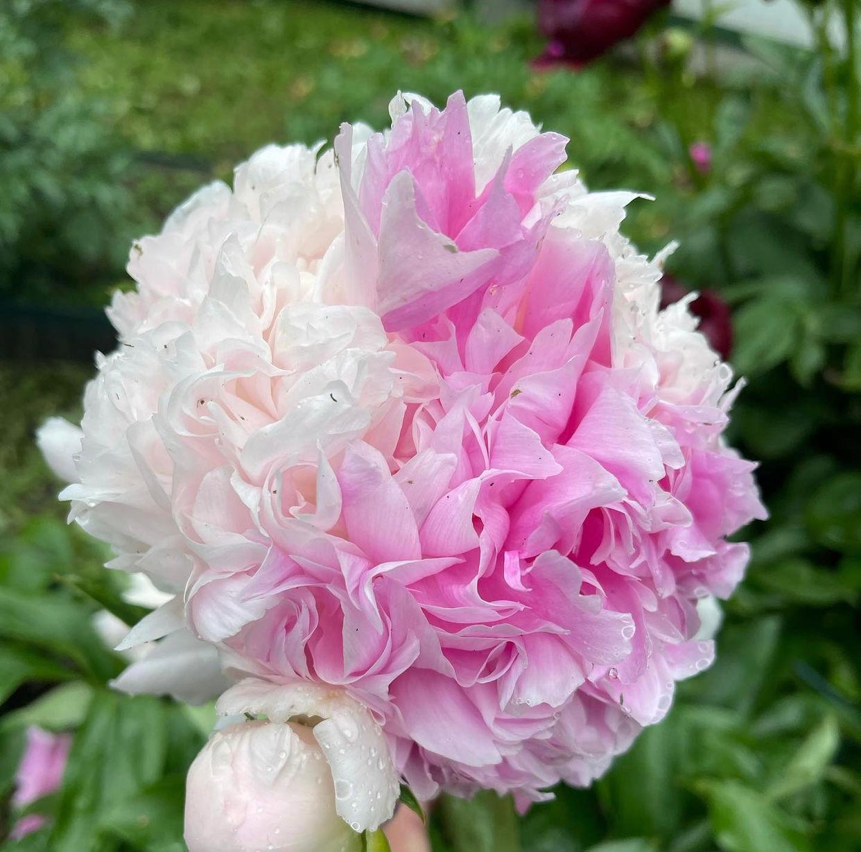 Пион Мистер Эд