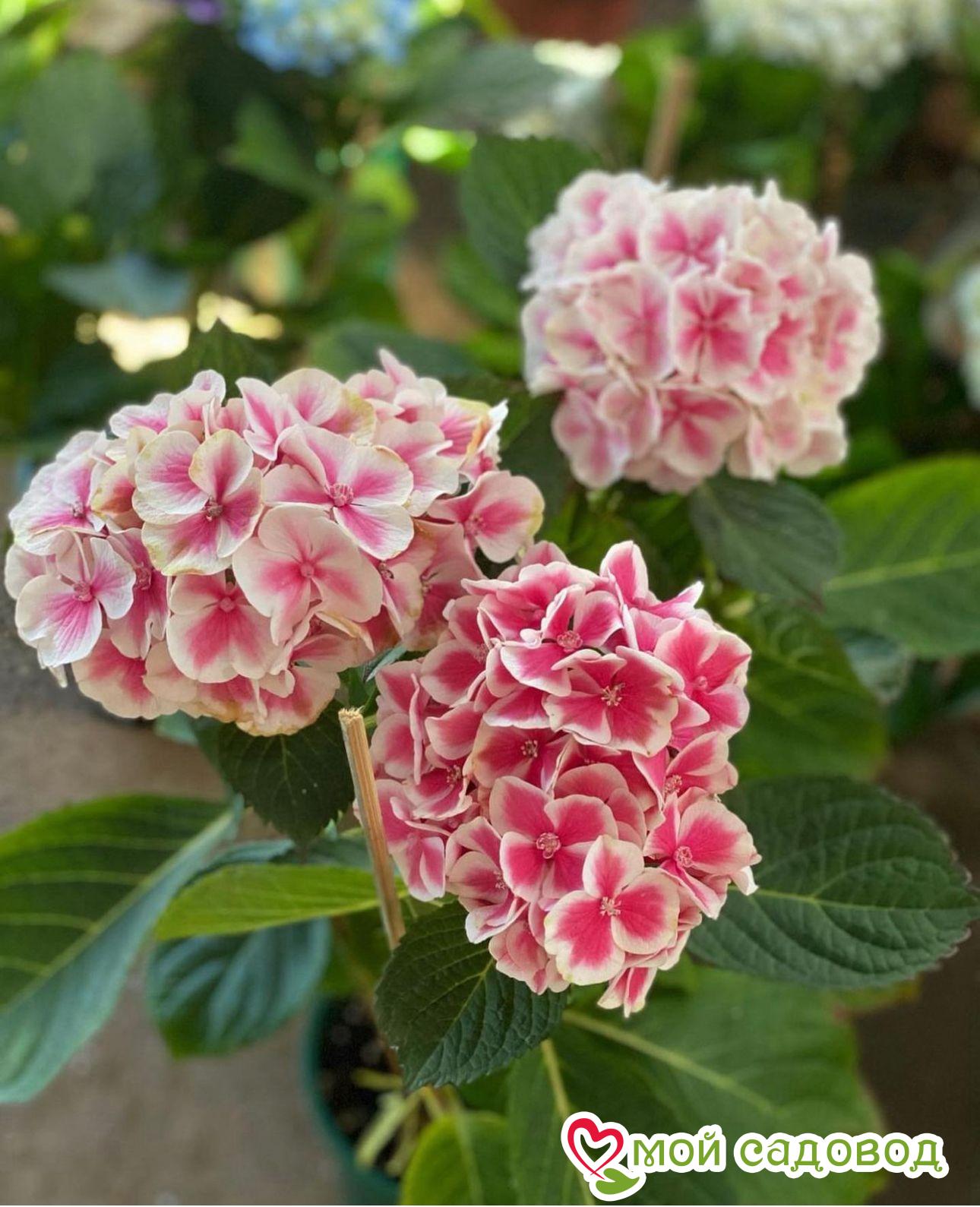 Морозостойкая Гортензия Пеперминт ЗКС