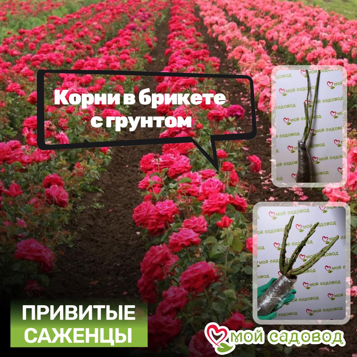 Роза чайно-гибридная Свит Антик