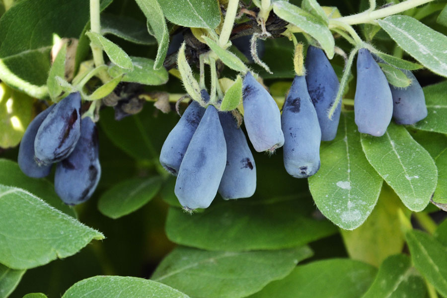 Жимолость Амфора