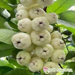 Яблоня Эверест